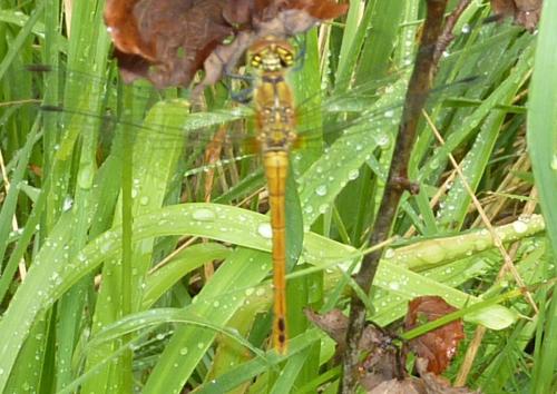 Sympetrum sanguineum